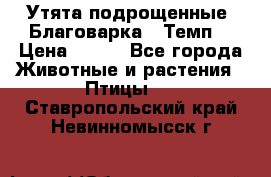 Утята подрощенные “Благоварка“,“Темп“ › Цена ­ 100 - Все города Животные и растения » Птицы   . Ставропольский край,Невинномысск г.